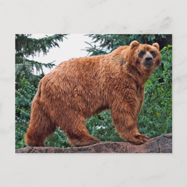 Postal Kodiak Bear (Anverso)