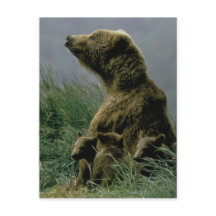 Postal Kodiak Bear and Cubs
