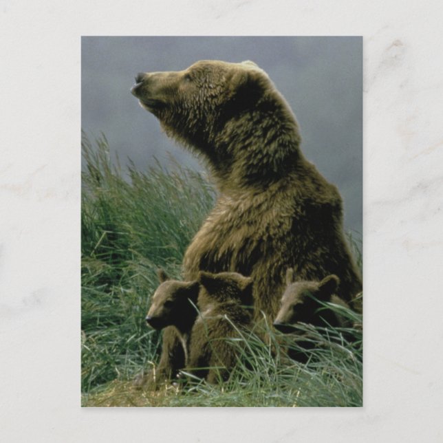 Postal Kodiak Bear and Cubs (Anverso)