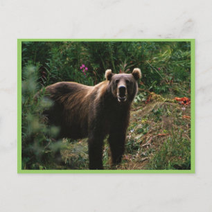 Postal Kodiak Brown Bear