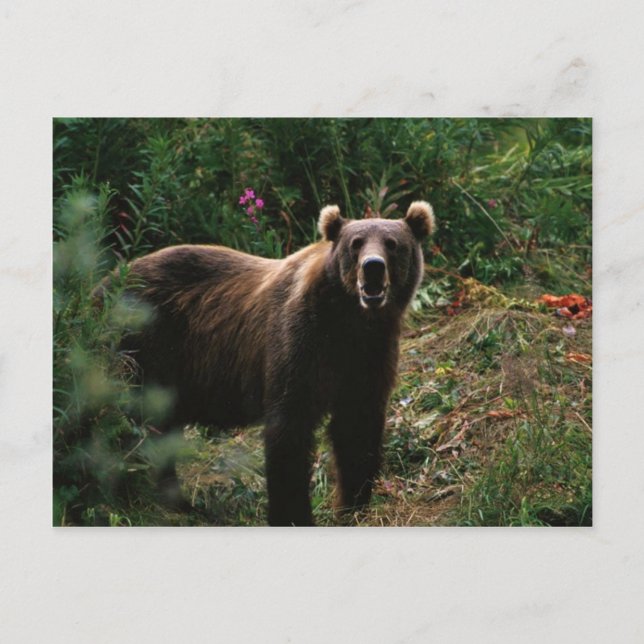 Postal Kodiak Brown Bear (Anverso)