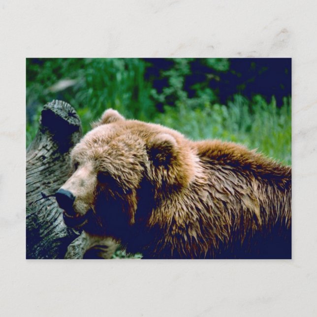 Postal Kodiak Brown Bear (Anverso)