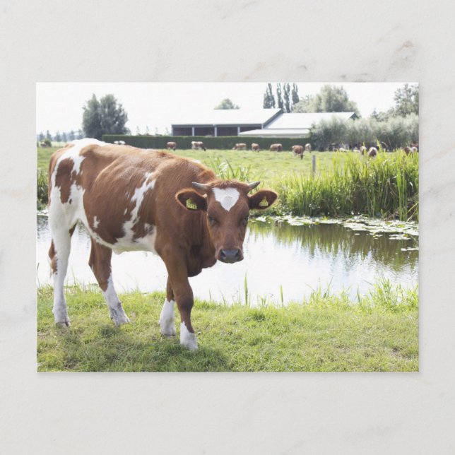 Postal Koe (Anverso)