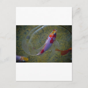 Postal Koi