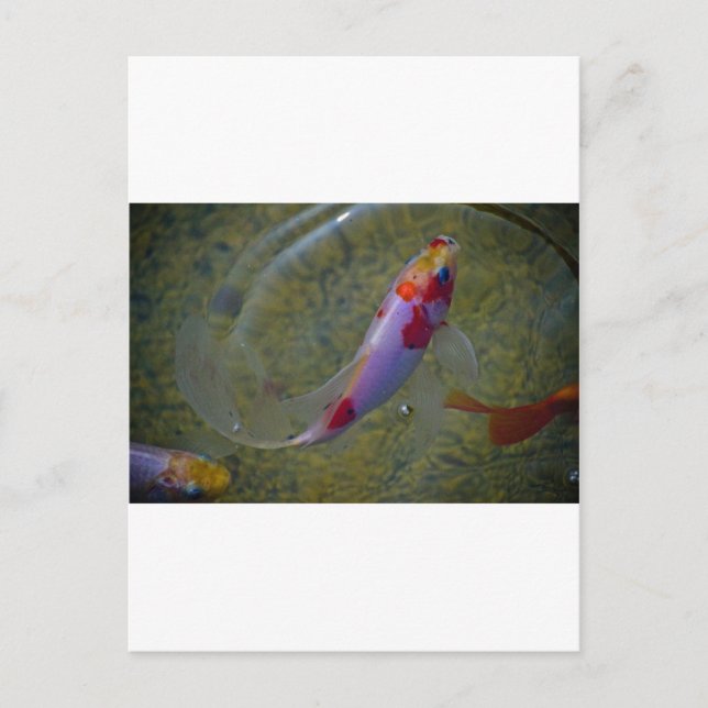 Postal Koi (Anverso)
