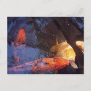 Postal Koi