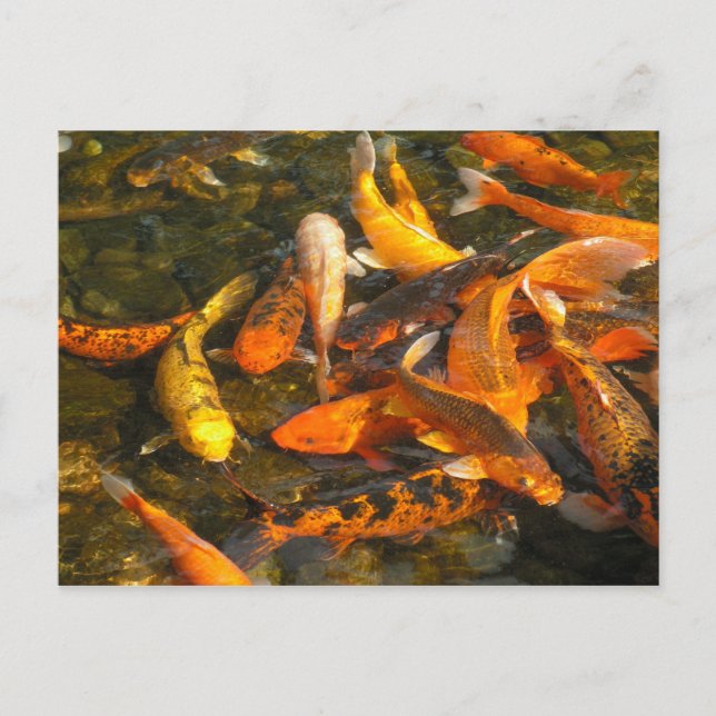 POSTAL KOI (Anverso)