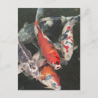 Postal Koi