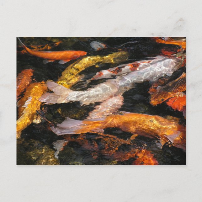 Postal Koi (Anverso)