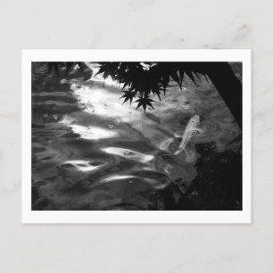 Postal Koi Blanco: Japón