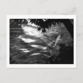 Postal Koi Blanco: Japón