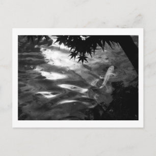 Postal Koi blanco: Japón