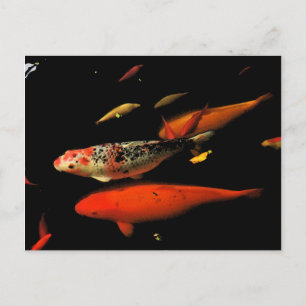 Postal Koi Carp