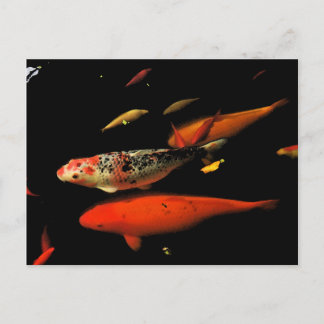 Postal Koi Carp