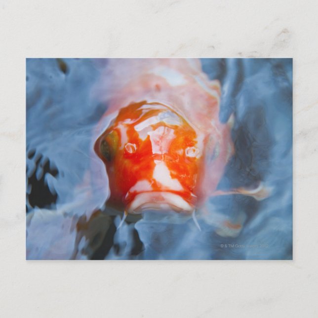 Postal Koi Carp (Cyprinus carpio), Japón (Anverso)