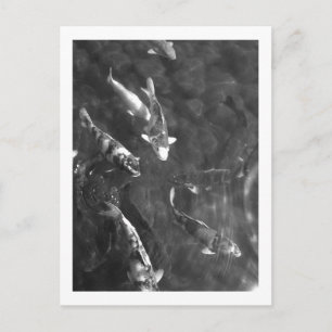 Postal Koi Carp: Japón