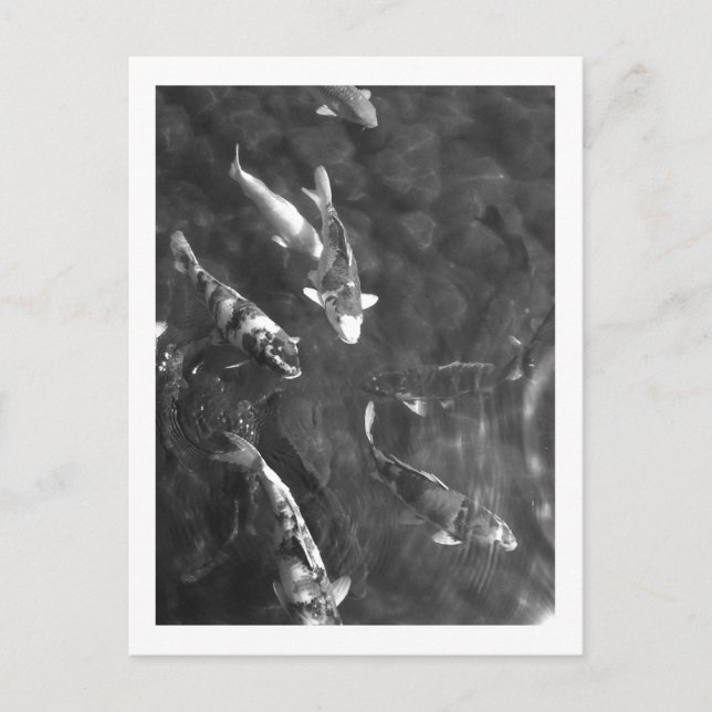 Postal Koi Carp: Japón (Anverso)