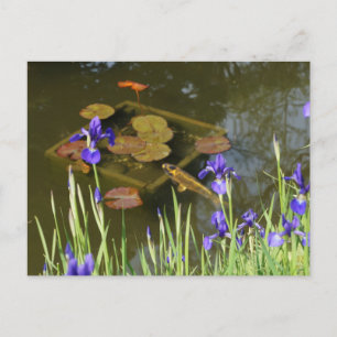 Postal Koi Fish #4 Postcard