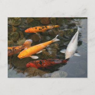 Postal Koi Fish In Pond Photography