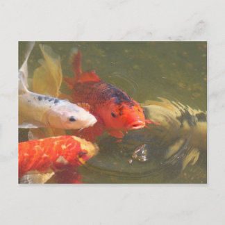 Postal Koi fish v.1
