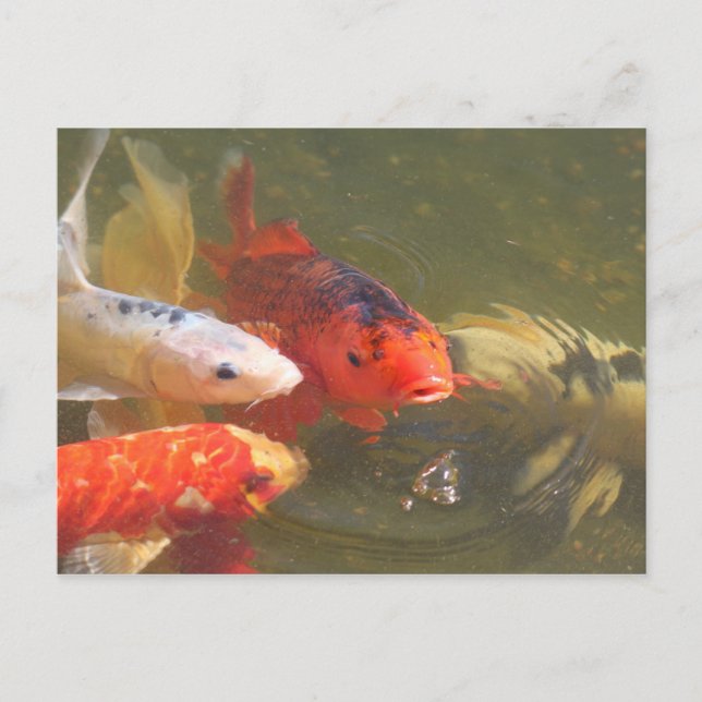 Postal Koi fish v.1 (Anverso)