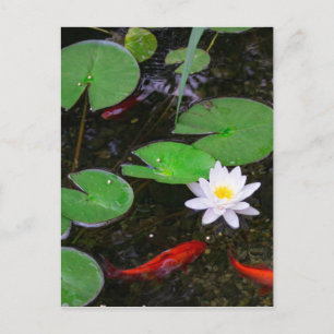 Postal Koi Pond