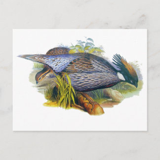 Postal Koklass Pheasant