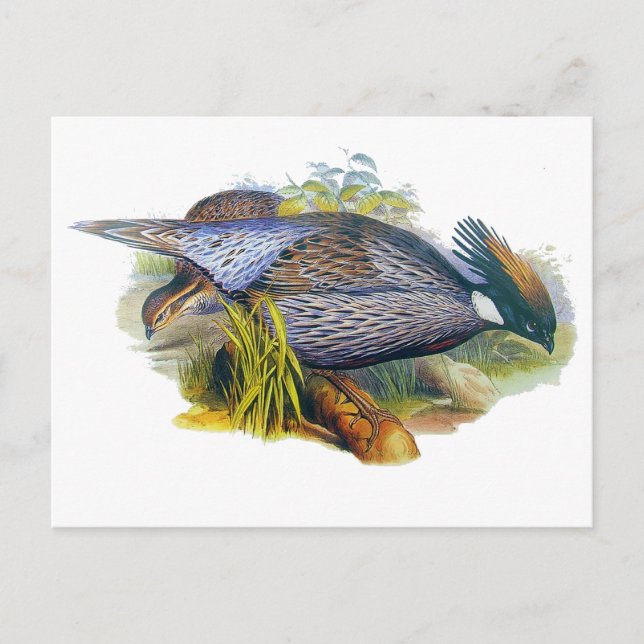 Postal Koklass Pheasant (Anverso)