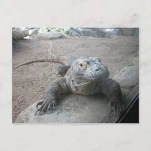 Postal Komodo Dragon