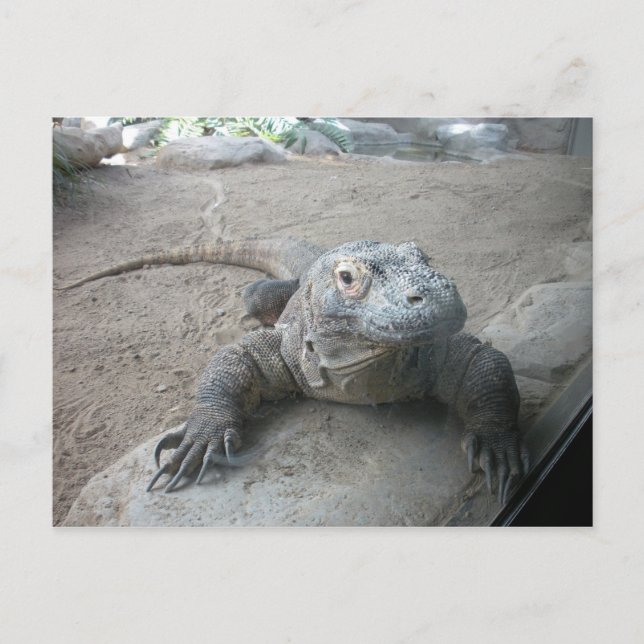 Postal Komodo Dragon (Anverso)