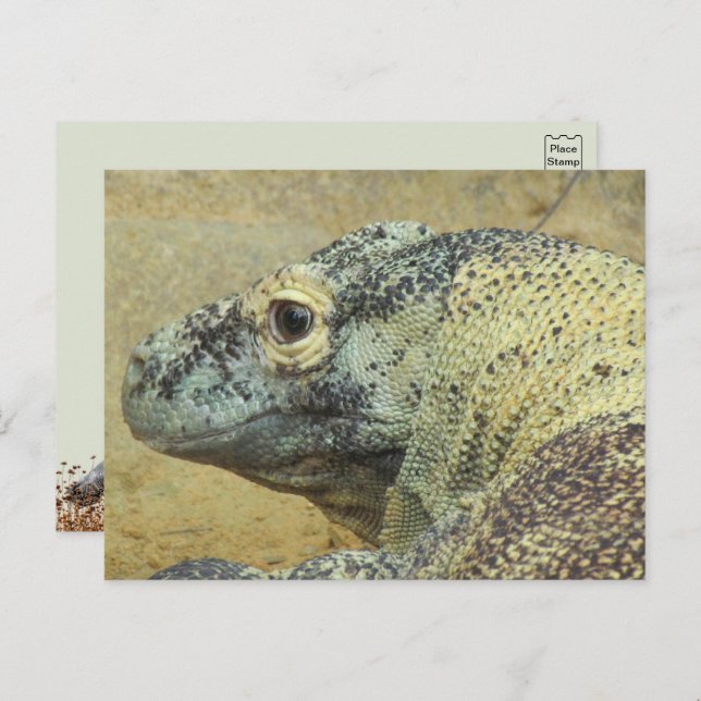 Postal Komodo Dragon (Anverso / Reverso)