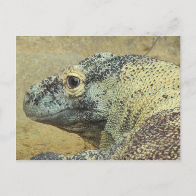 Postal Komodo Dragon (Anverso)