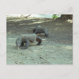 Postal Komodo Dragons