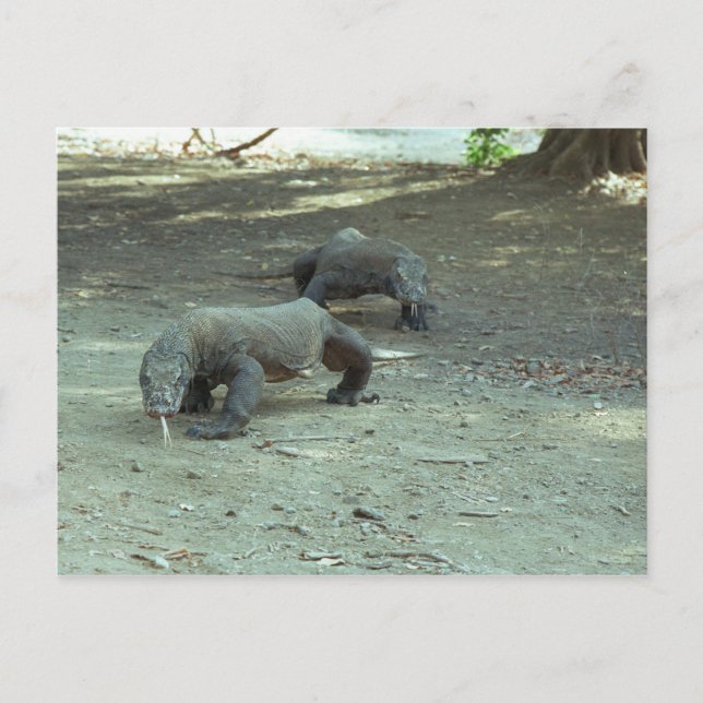 Postal Komodo Dragons (Anverso)