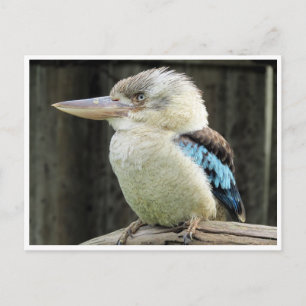 Postal kookaburra