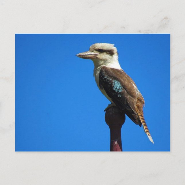 Postal kookaburra (Anverso)