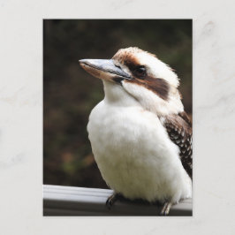 Postal Kookaburra