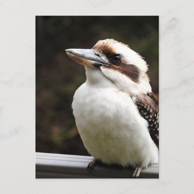 Postal Kookaburra (Anverso)