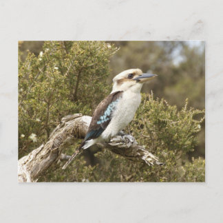 Postal Kookaburra