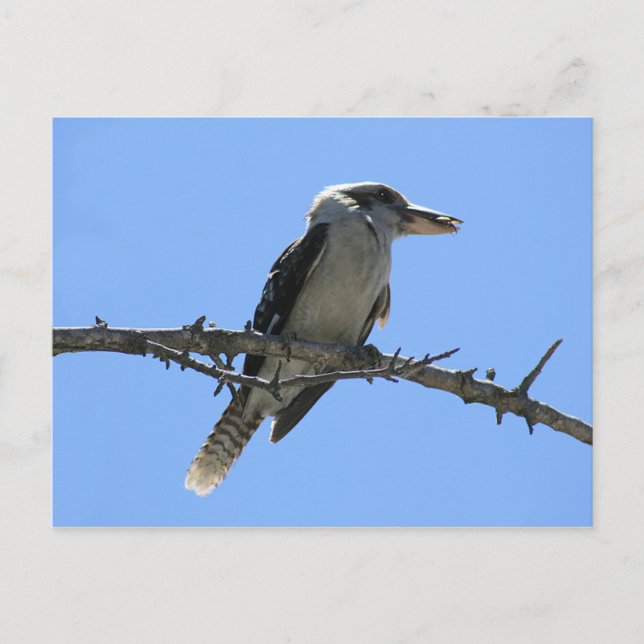 Postal Kookaburra (Anverso)