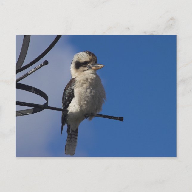 Postal Kookaburra (Anverso)