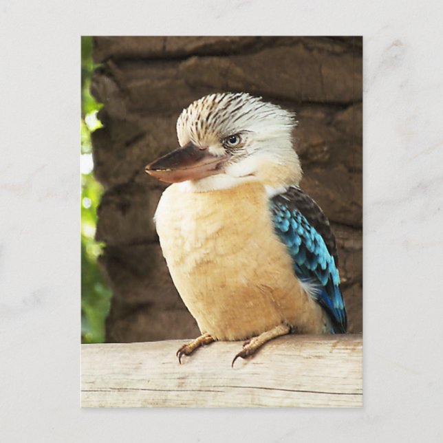 Postal Kookaburra (Anverso)