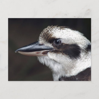 Postal Kookaburra