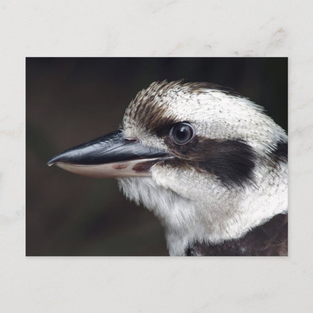 Postal Kookaburra (Anverso)