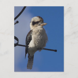 Postal Kookaburra