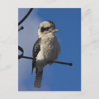 Postal Kookaburra