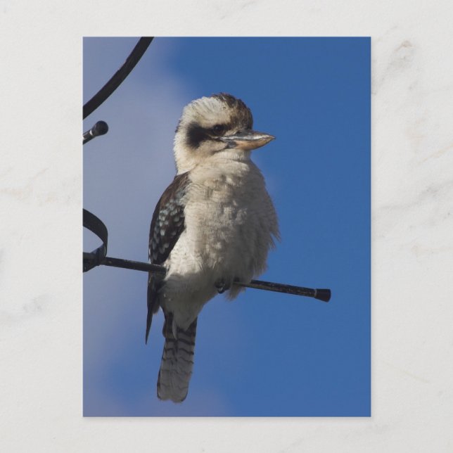 Postal Kookaburra (Anverso)