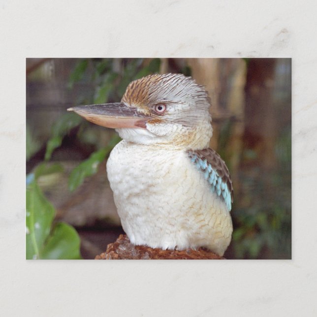 Postal Kookaburra Aspecto A La Postcarta Derecha (Anverso)