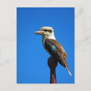 Postal kookaburra AZUL