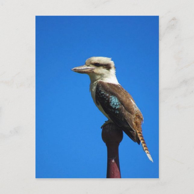 Postal kookaburra AZUL (Anverso)